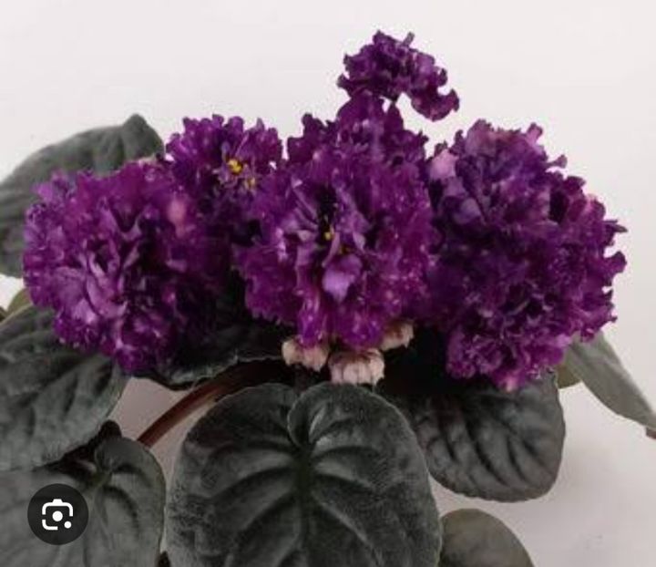  - DN Varta Pam yati 2