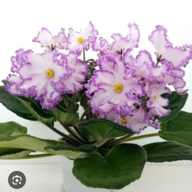  - KZ- Maya Plisetskaya