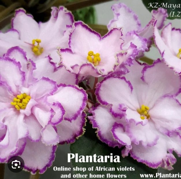  - KZ- Maya Plisetskaya