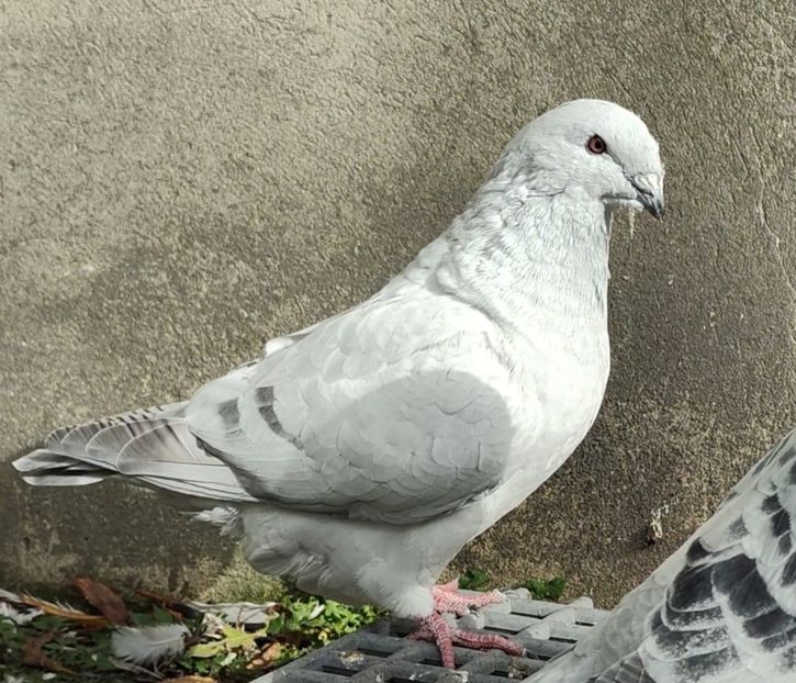 32 - c- MLODE 2025 YOUTH