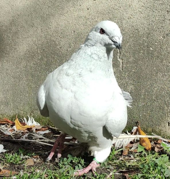 32 - c- MLODE 2025 YOUTH