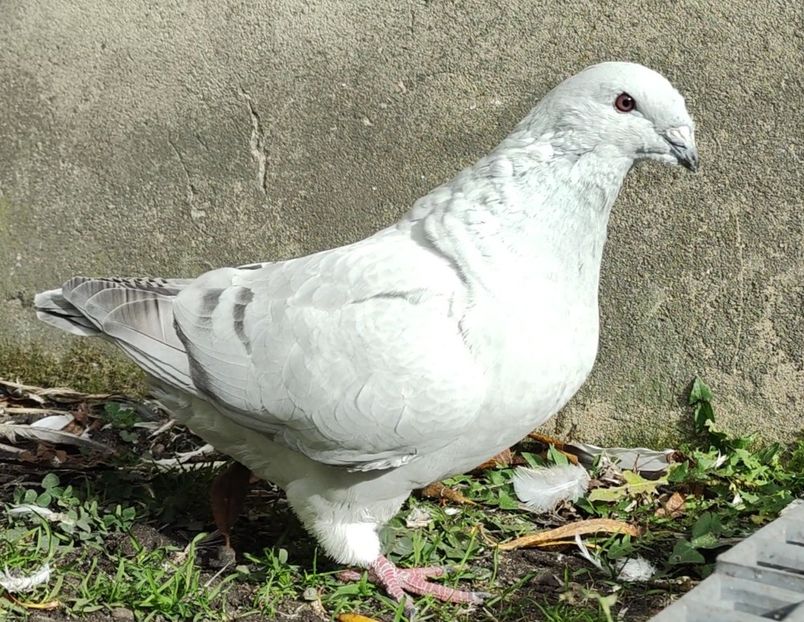 32 - c- MLODE 2025 YOUTH