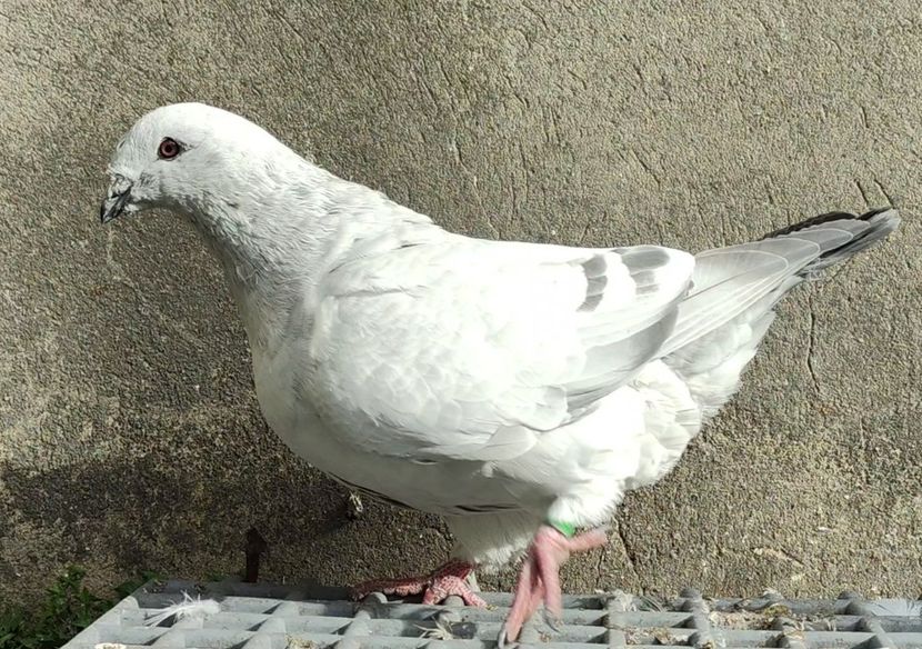 32 - c- MLODE 2025 YOUTH