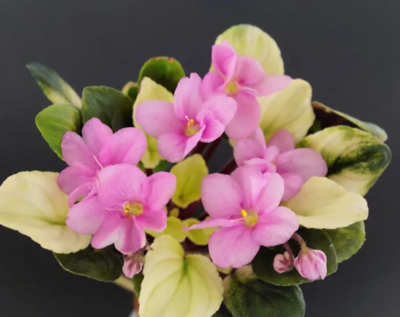 Poza net - Mac s Walkabout Uluru