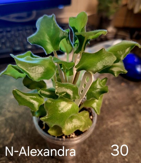  - A a a violete de colecție disponibile din 01112025 - plante