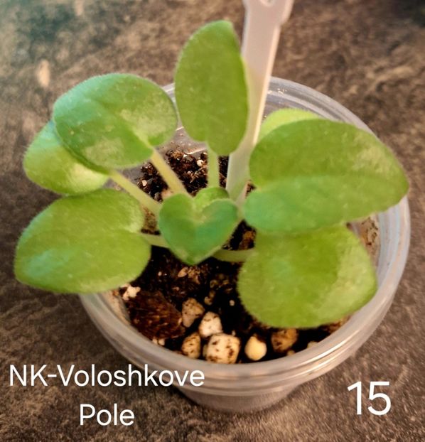  - A a a violete de colecție disponibile din 01112025 - plante