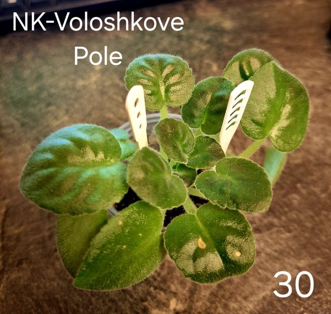  - A a a violete de colecție disponibile din 01112025 - plante