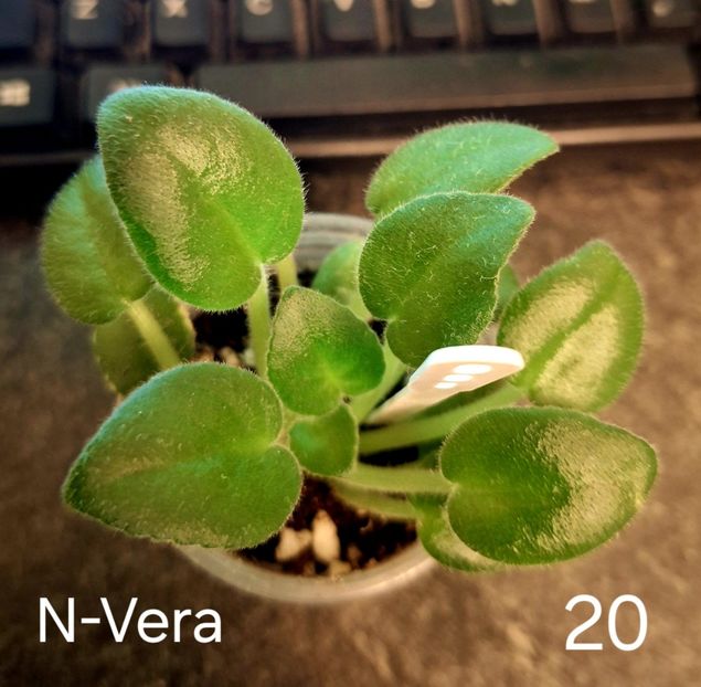  - A a a violete de colecție disponibile din 01112025 - plante