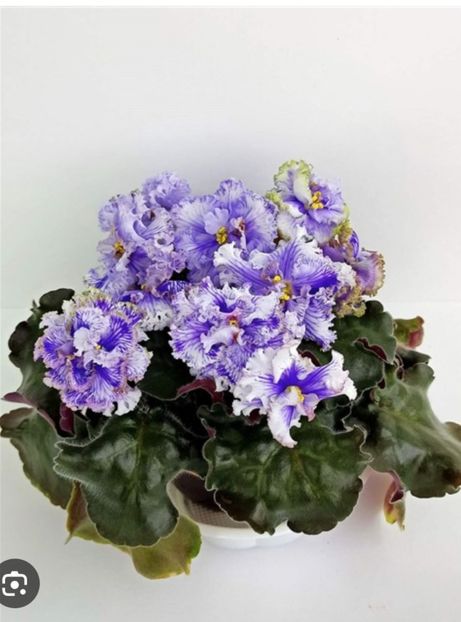  - L F - Ledyanye Uzory