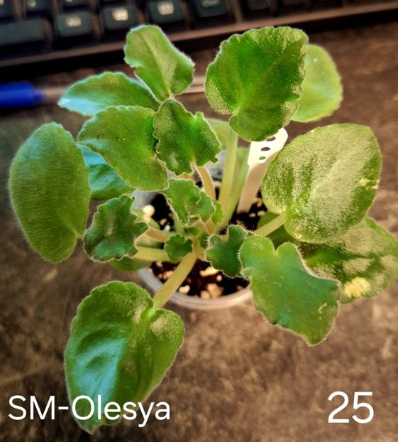  - A a a violete de colecție disponibile din 01112025 - plante