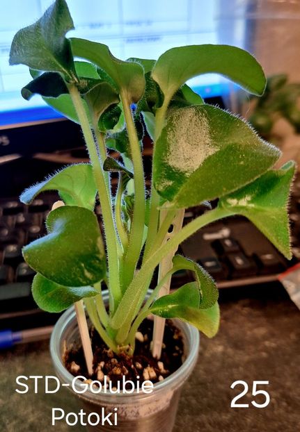  - A a a violete de colecție disponibile din 01112025 - plante