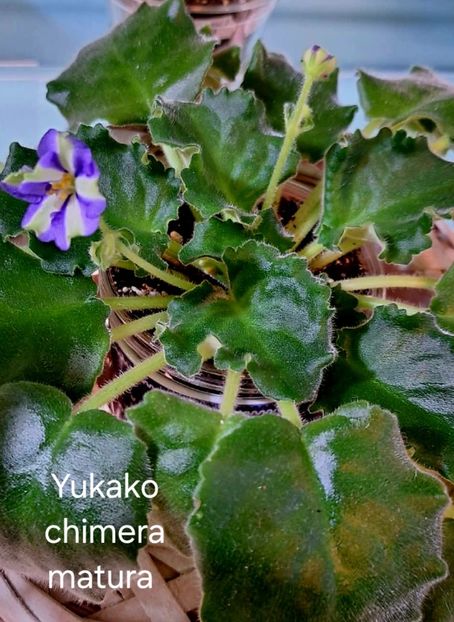  - A a a violete de colecție disponibile din 01112025 - plante