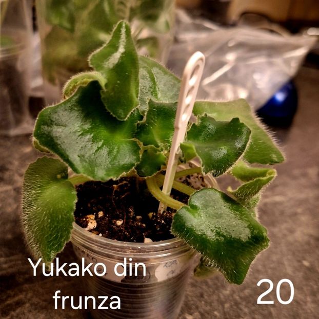  - A a a violete de colecție disponibile din 01112025 - plante