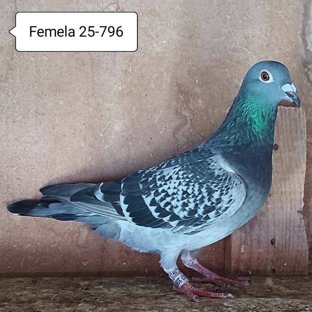 Femela 25-796 - Porumbei vanduti