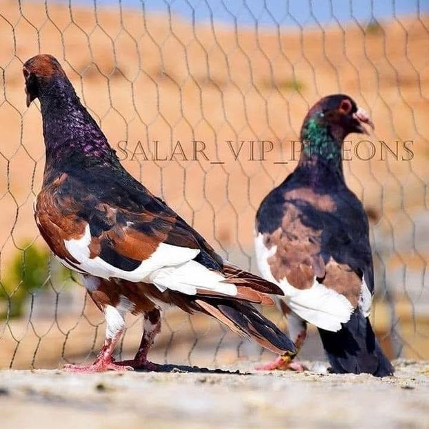  - Nu îmi aparțin 11