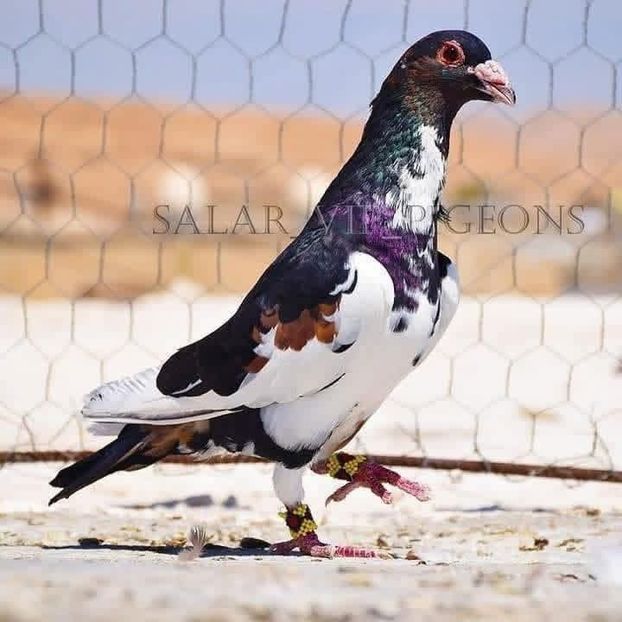  - Nu îmi aparțin 11