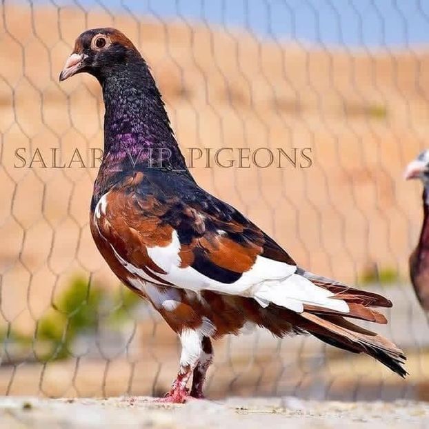  - Nu îmi aparțin 11