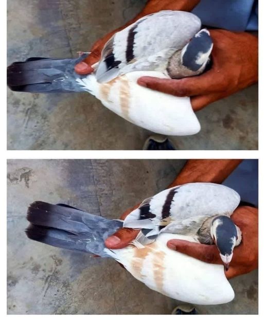  - Nu îmi aparțin 11