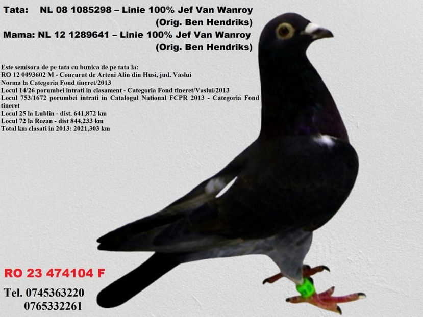 RO 23 474104 F REZERVATA Iacobescu Viorel Mh Pret FIX 500 lei + transportul - 11 PORUMBEI - FEMELE - DISPONIBILE DIN ANII 2016 2017 2018 2019 2020 2021