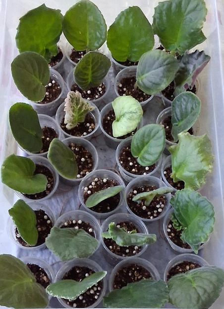  - 1 1 Violete Africane de Colecție