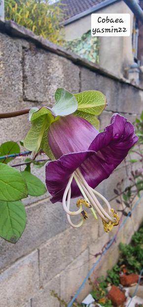 31.10.2025 - Z- Cobaea