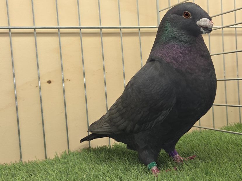 MASCUL 2025 - 525 - MATCA MASCULI ASR 2026