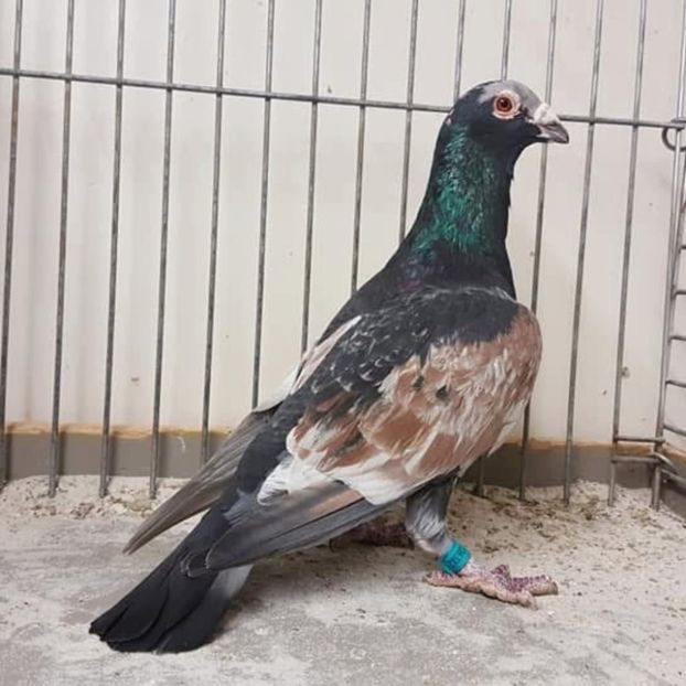  - Nu îmi aparțin 11