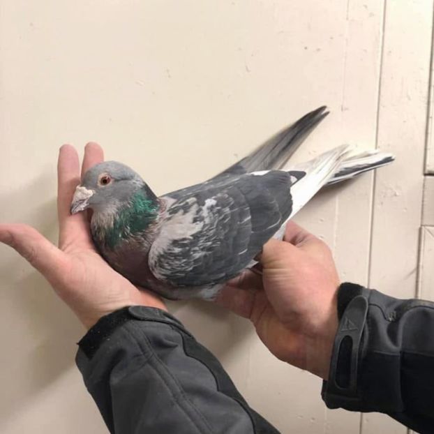  - Nu îmi aparțin 11