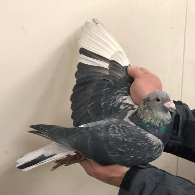  - Nu îmi aparțin 11