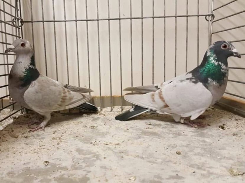  - Nu îmi aparțin 11