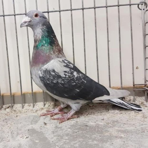  - Nu îmi aparțin 11