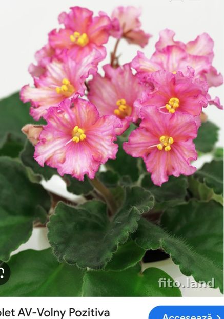  - AV- Volny Pozitiva