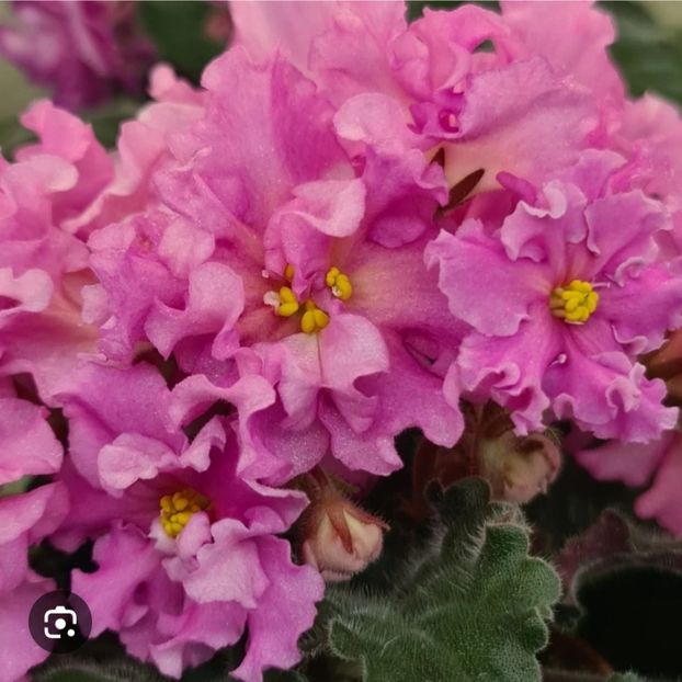  - EK- Eliksir Morodosti