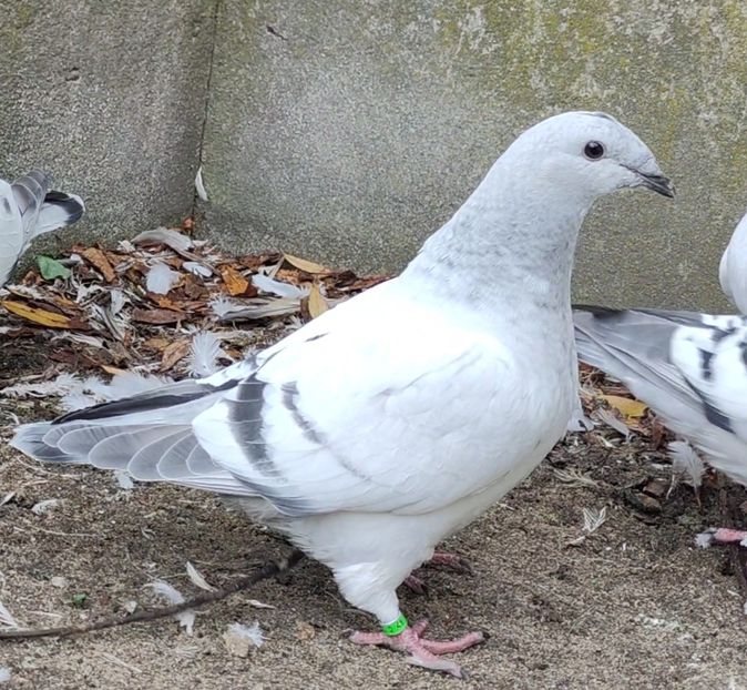 41 - c- MLODE 2025 YOUTH