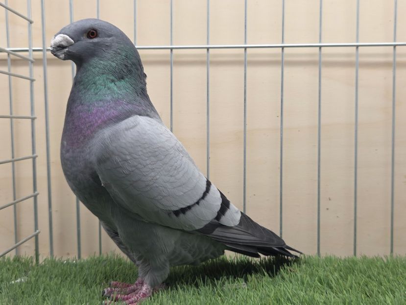 MASCUL 2024 - 9800 - MATCA MASCULI ASR 2026