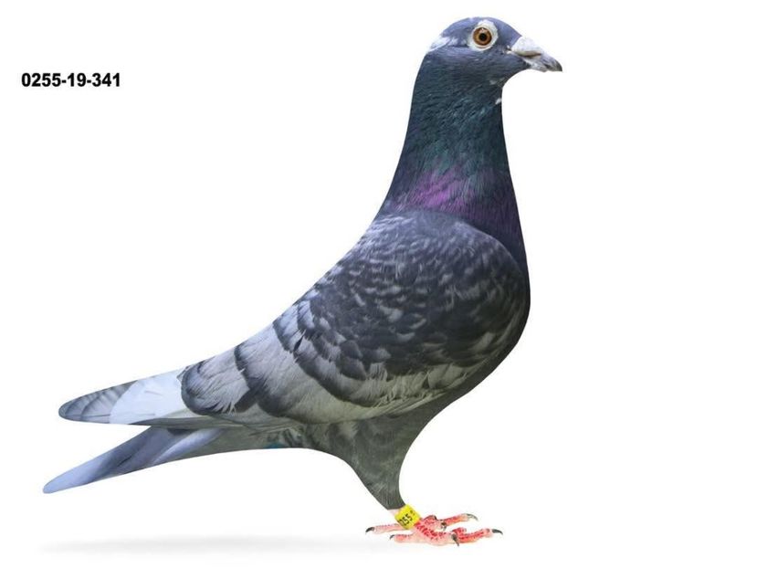  - Nu îmi aparțin 11