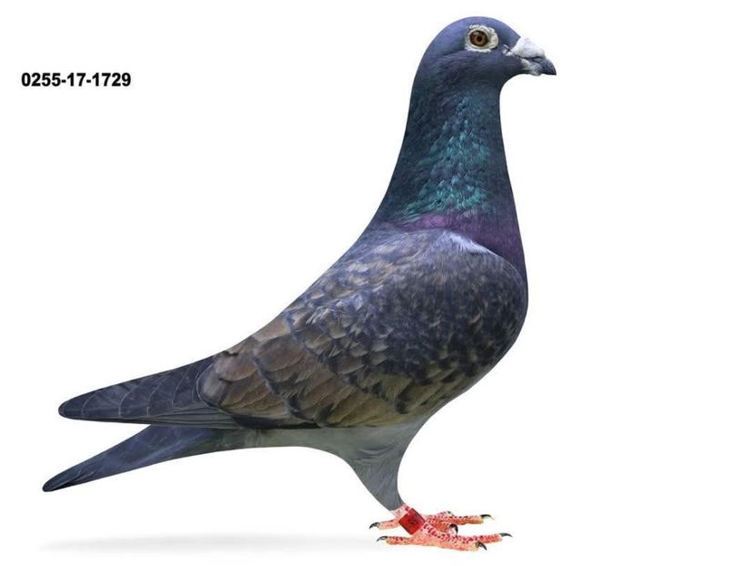  - Nu îmi aparțin 11