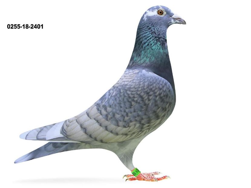  - Nu îmi aparțin 11