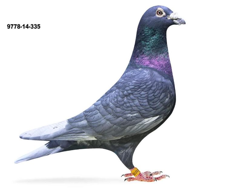  - Nu îmi aparțin 11