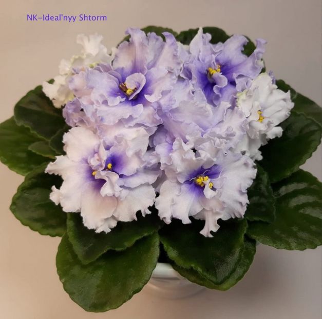  - NK-Ideal nyy Shtorm