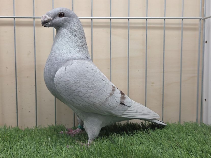 MASCUL 2025 - 524 - ASR DE VANZARE