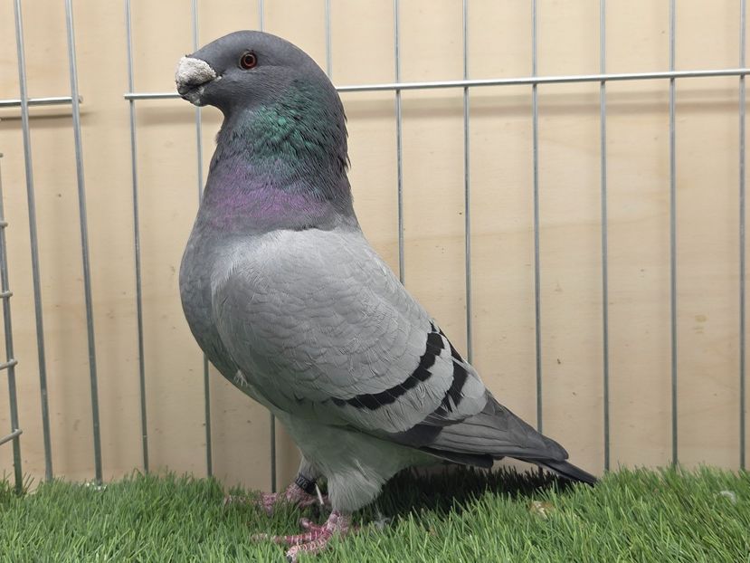 MASCUL 2022 - 2176 - MATCA MASCULI ASR 2026