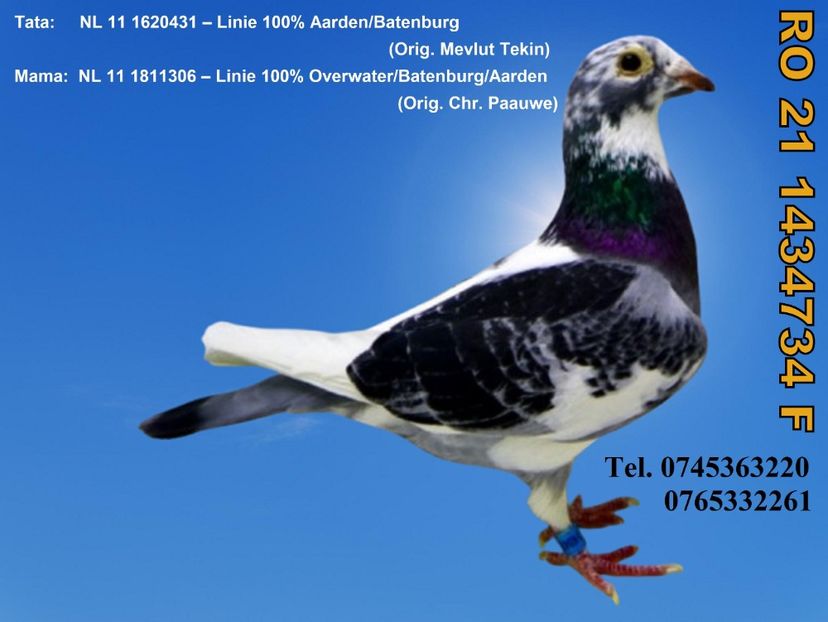 RO 21 1434734 F Pret FIX 250 Lei + transportul - 11 PORUMBEI - FEMELE - DISPONIBILE DIN ANII 2016 2017 2018 2019 2020 2021