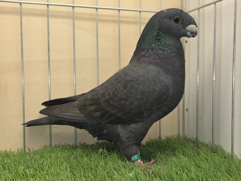 FEMELĂ 2025 - 523 - MATCA FEMELE ASR 2026