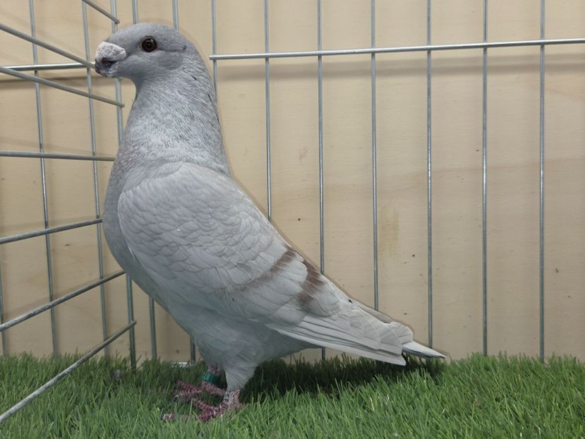 MASCUL 2025 - 87 - ASR DE VANZARE