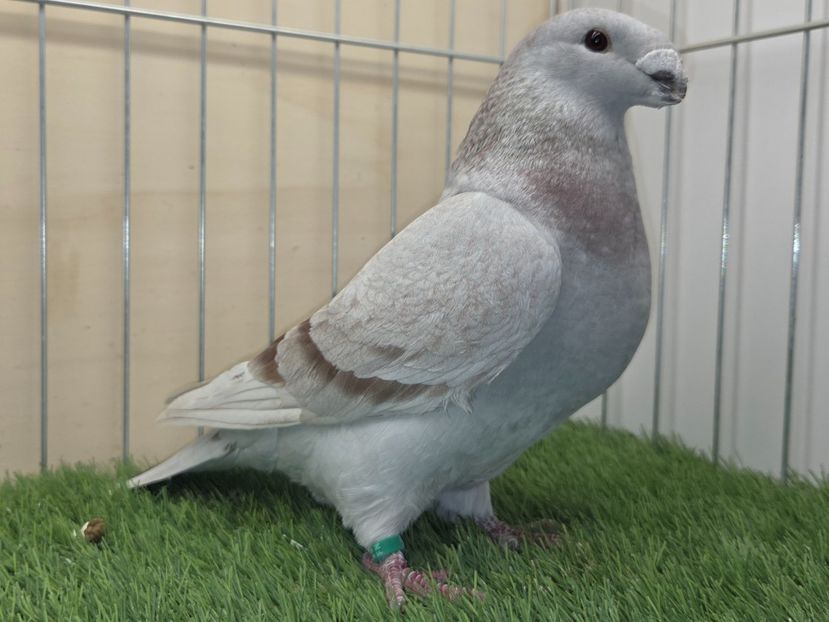 FEMELĂ 2025 - 94 - MATCA FEMELE ASR 2026