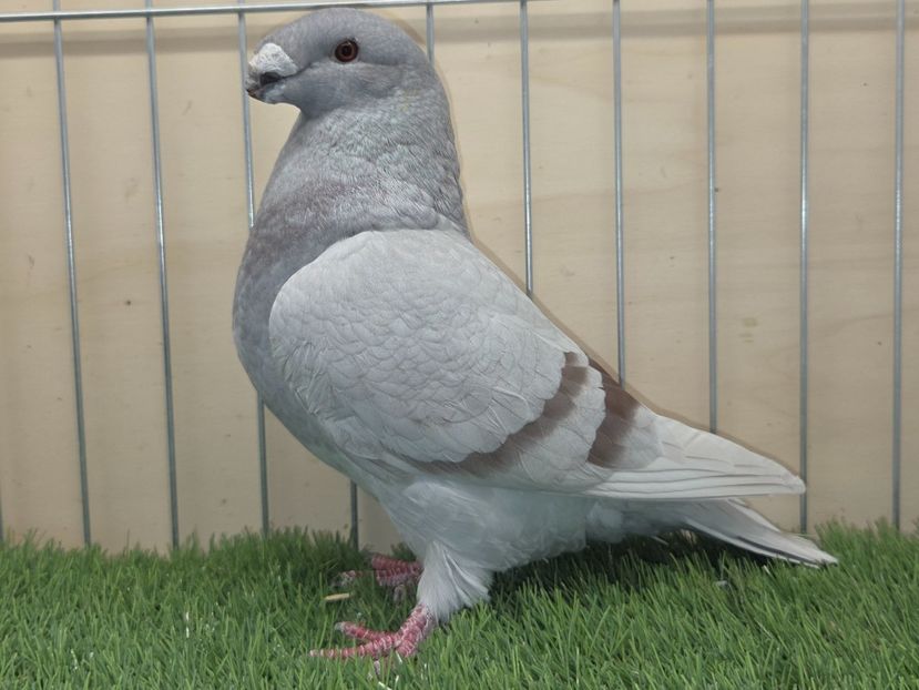 FEMELĂ 2024 - 9820 - MATCA FEMELE ASR 2026