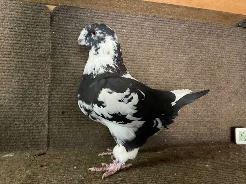  - Porumbei Vânduți