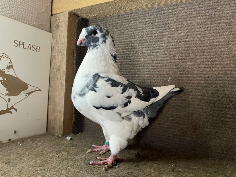  - Porumbei Vânduți