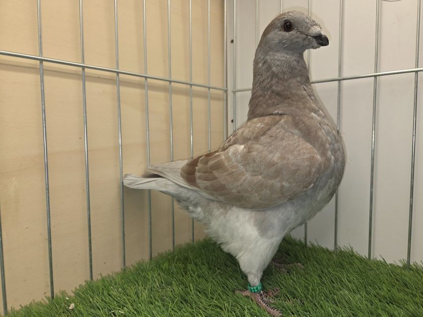 ???? 2025 - 27248 - REZERVE 2026